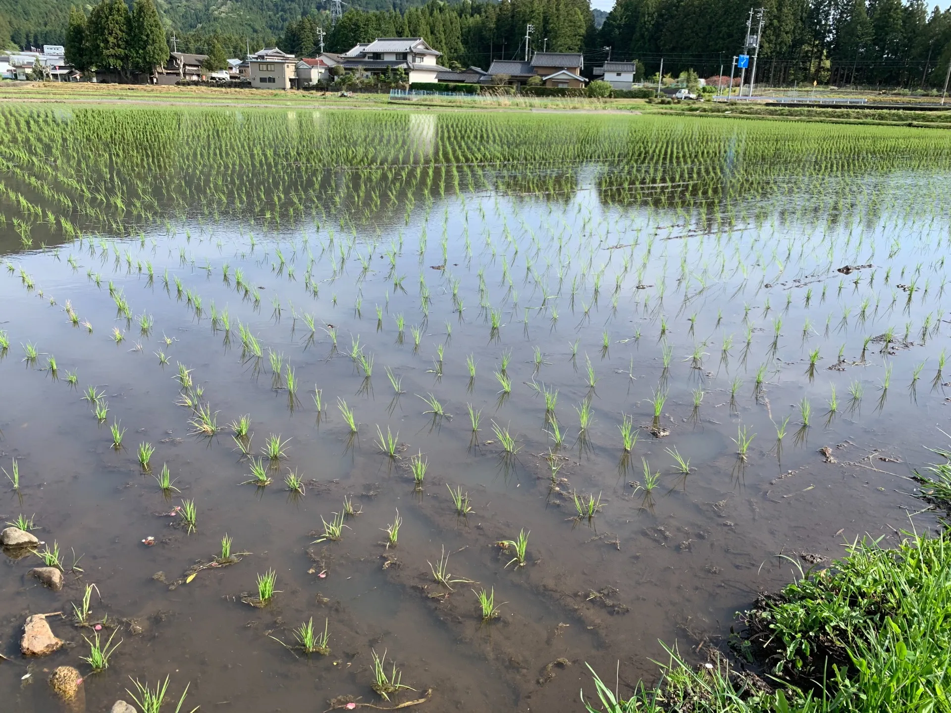 田植えの時期がやってまいりました|五平餅のつぐや